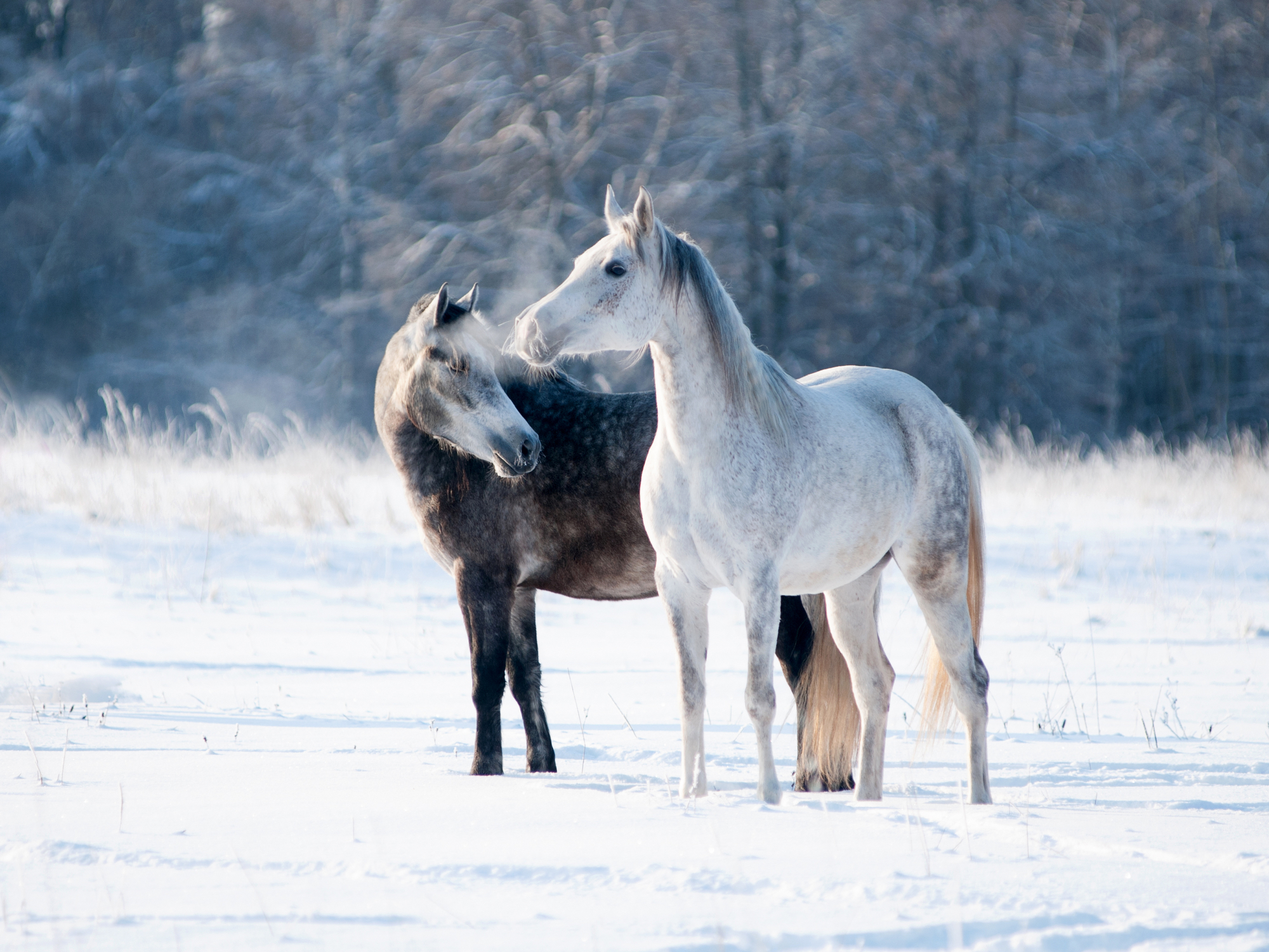 zimowe konie